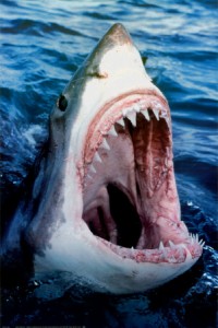 Great-White-Shark-3